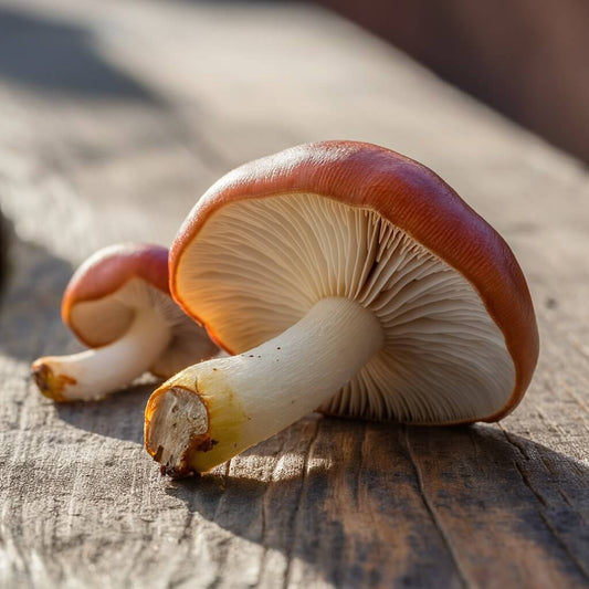 Reishi Mushroom: The Calming Adaptogen You’ve Been Overlooking