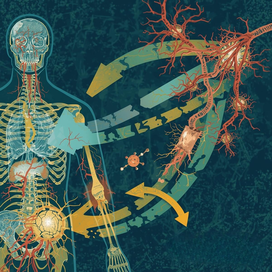 Vitamin K2 — Directing Calcium Where It Belongs