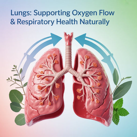 Lungs: Supporting Oxygen Flow & Respiratory Health Naturally